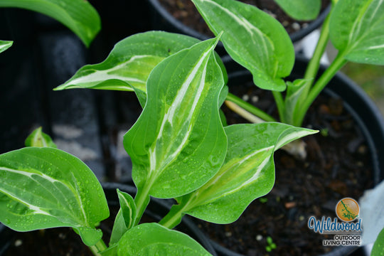 Hosta - Snake Eyes, 1 Pack