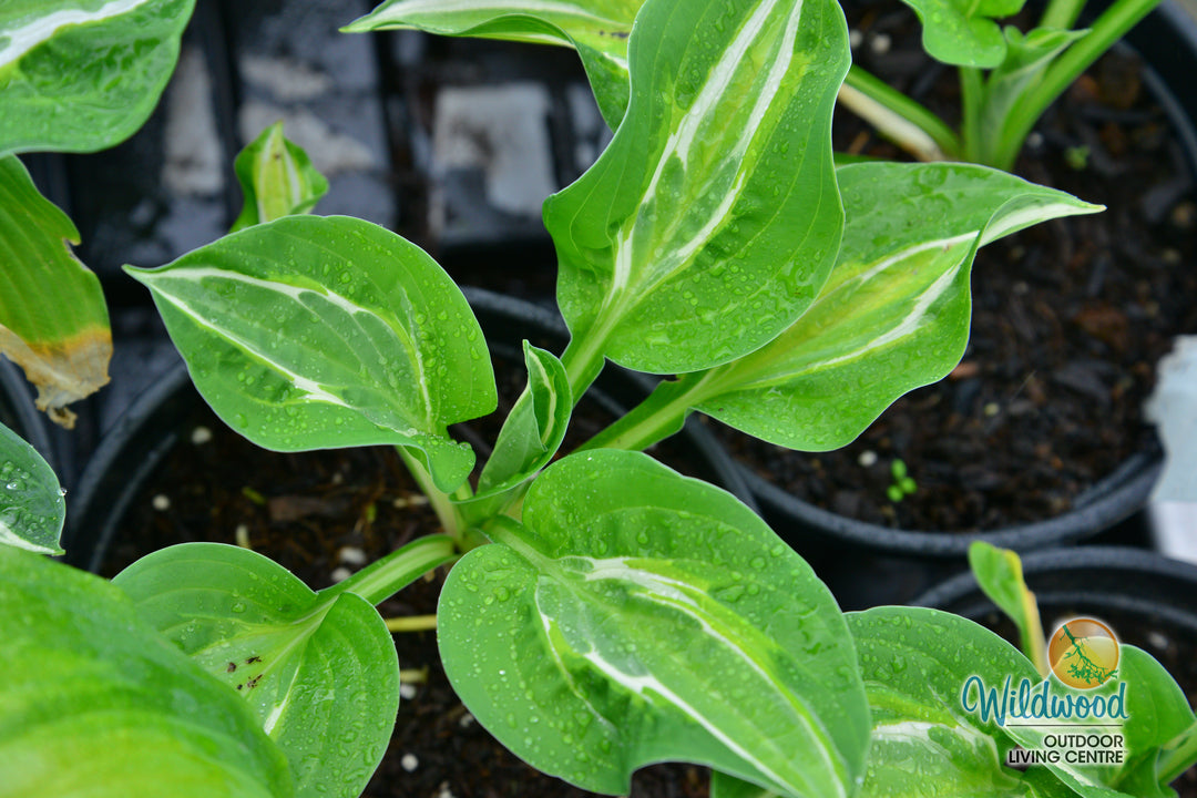 Hosta - Snake Eyes, 1 Pack