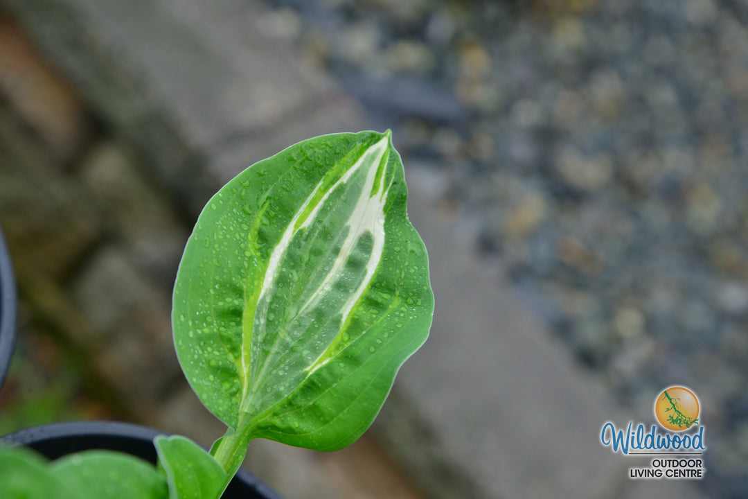 Hosta - Snake Eyes, 1 Pack