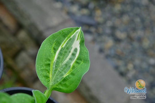 Hosta - Snake Eyes, 1 Pack