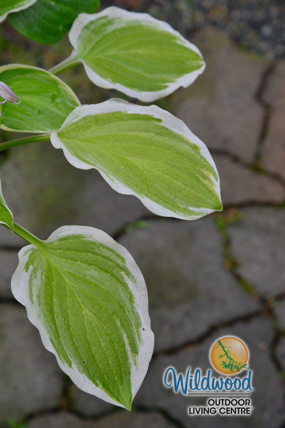 Hosta - So Sweet, 1 Pack