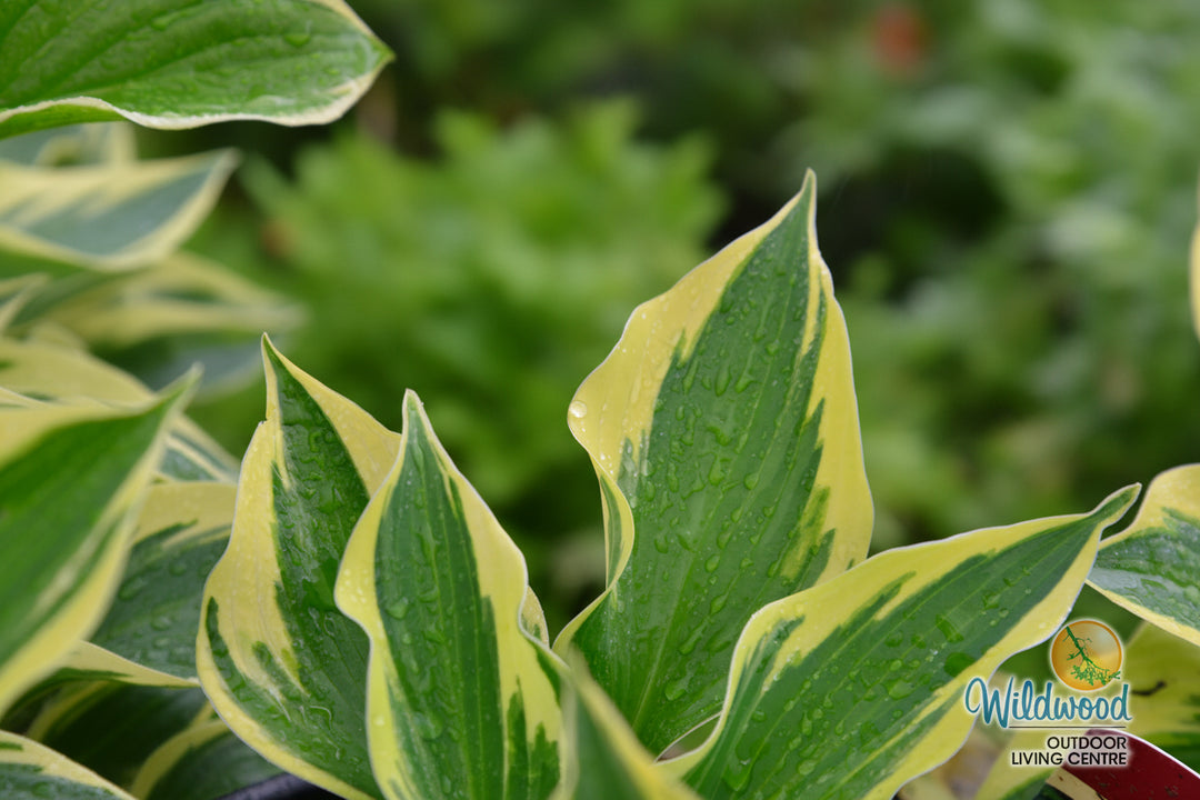 Hosta - So Sweet, 1 Pack