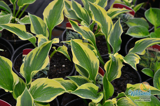 Hosta - So Sweet, 1 Pack
