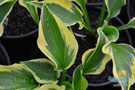 Hosta - So Sweet, 1 Pack