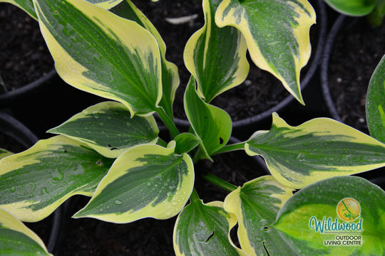 Hosta - So Sweet, 1 Pack