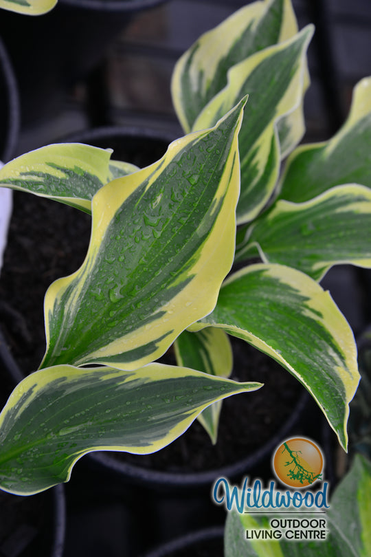 Hosta - So Sweet, 1 Pack
