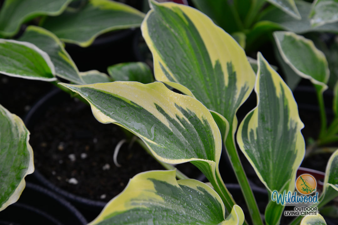 Hosta - So Sweet, 1 Pack