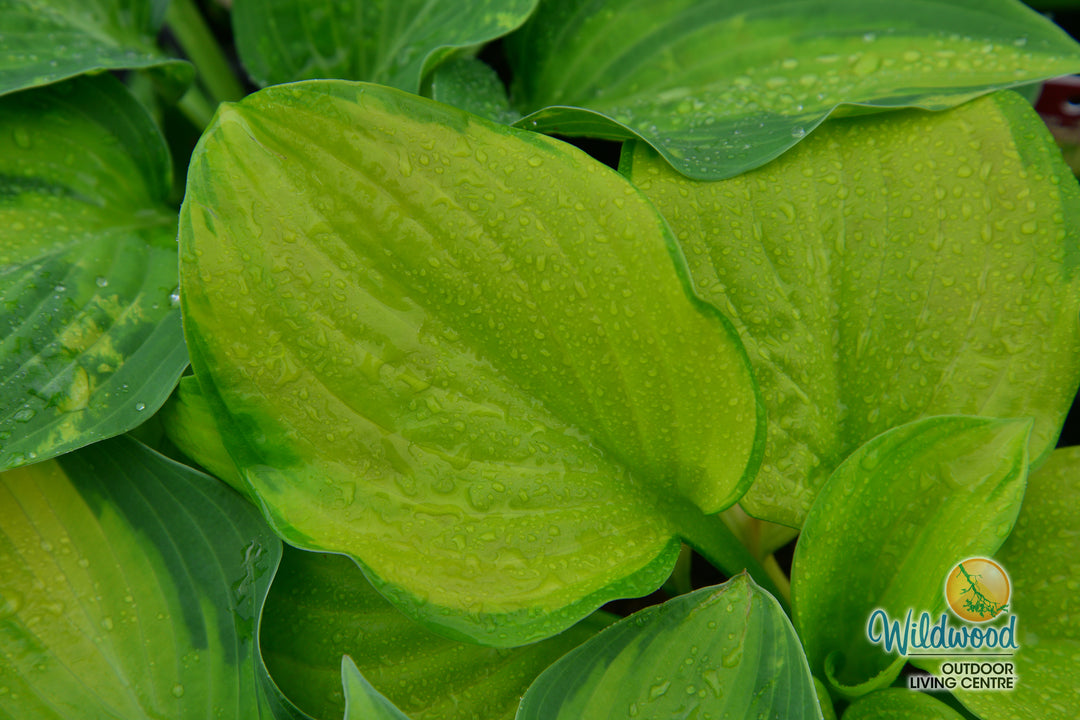 Hosta - Stained Glass, 1 Pack
