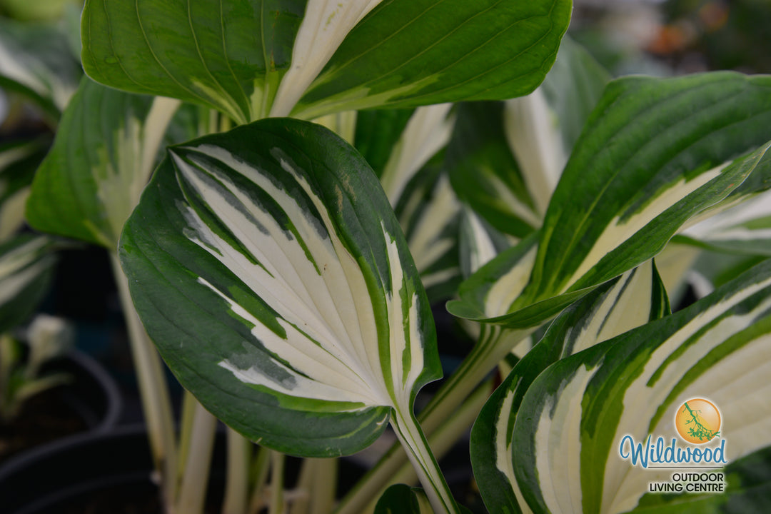 Hosta - Sting, 1 Pack
