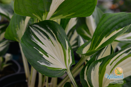 Hosta - Sting, 1 Pack