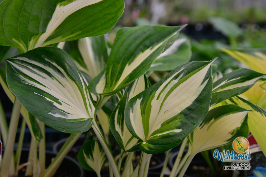 Hosta - Sting, 1 Pack