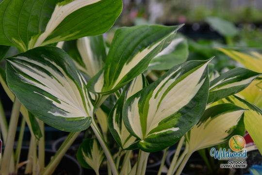 Hosta - Sting, 1 Pack
