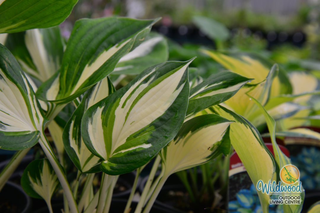 Hosta - Sting, 1 Pack