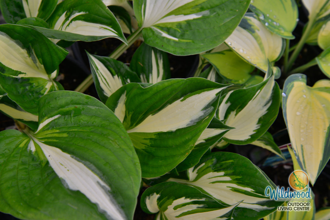 Hosta - Sting, 1 Pack