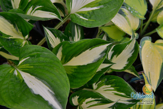 Hosta - Sting, 1 Pack