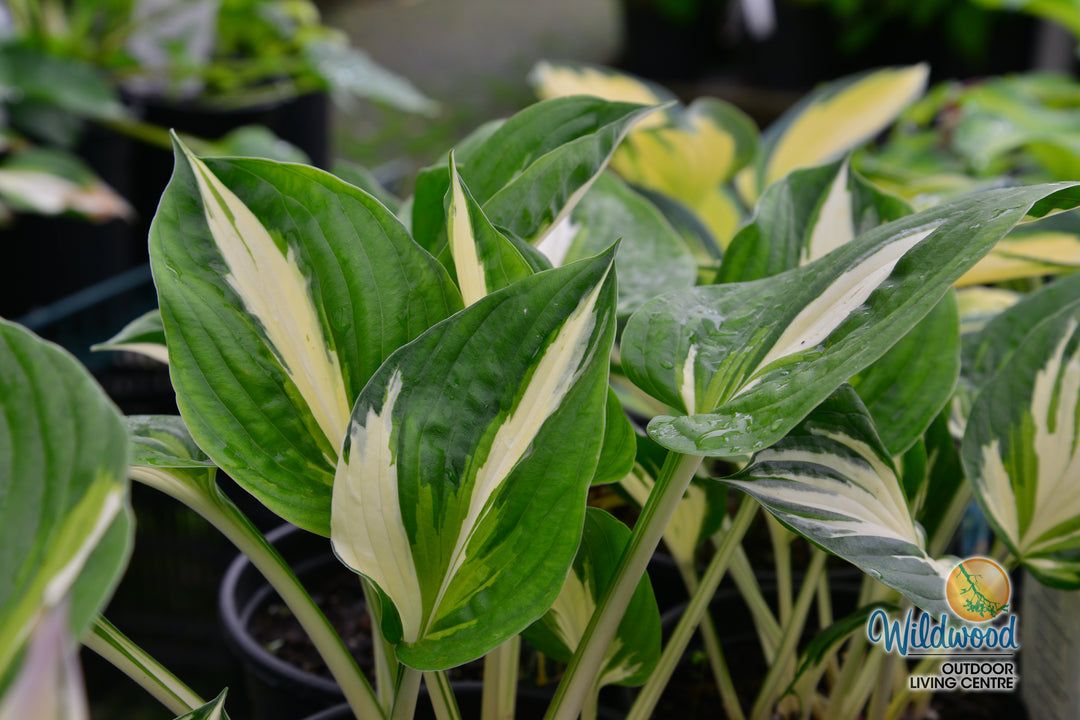 Hosta - Sting, 1 Pack