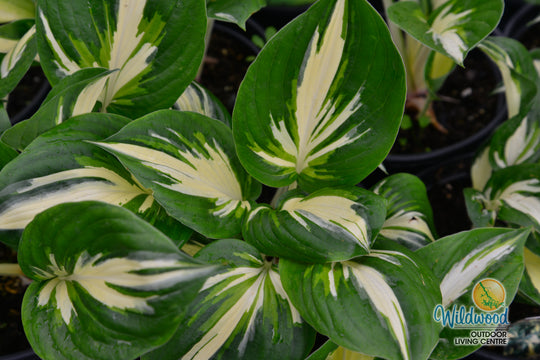 Hosta - Sting, 1 Pack
