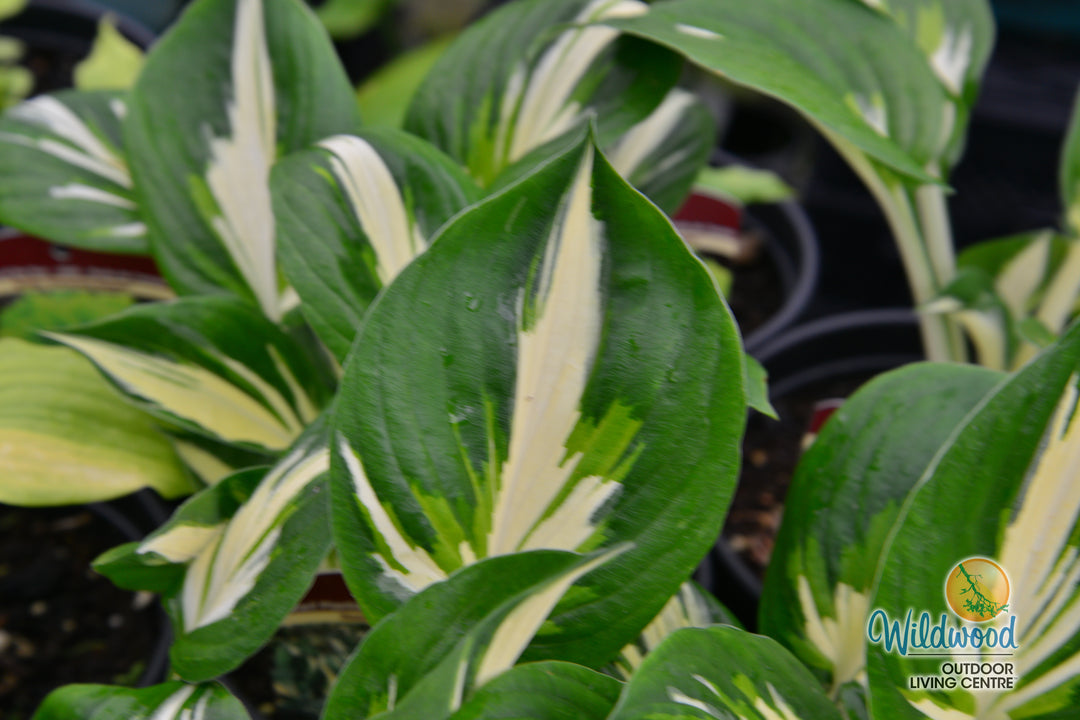 Hosta - Sting, 1 Pack
