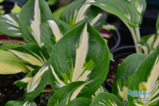 Hosta - Sting, 1 Pack