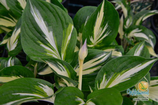 Hosta - Sting, 1 Pack