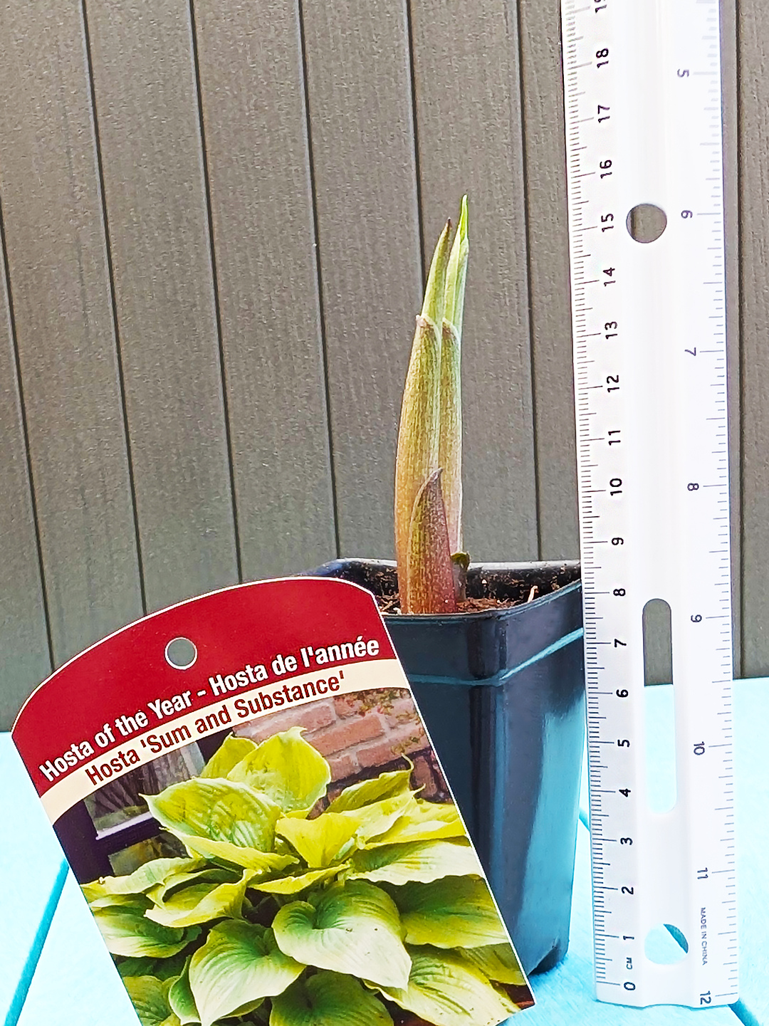 Hosta_SumAndSubstance