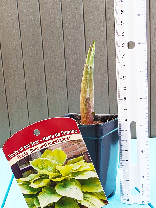 Hosta_SumAndSubstance