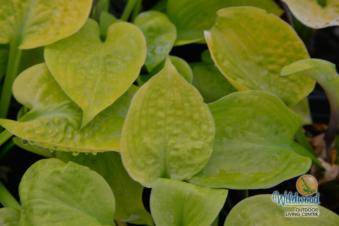 Hosta - Sunny Halcyon, 1 Pack