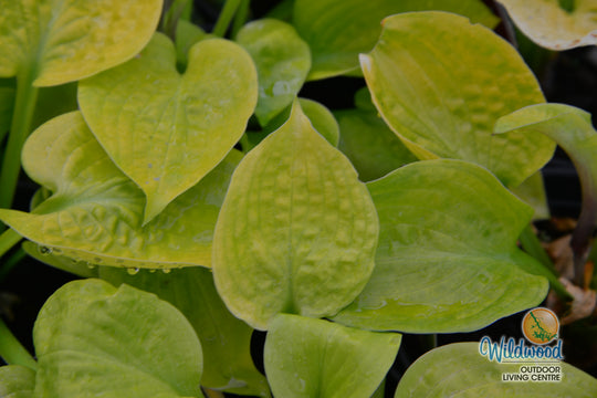 Hosta - Sunny Halcyon, 1 Pack