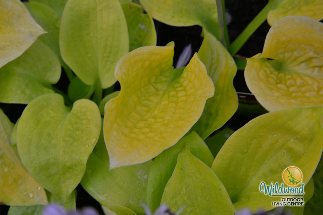 Hosta - Sunny Halcyon, 1 Pack