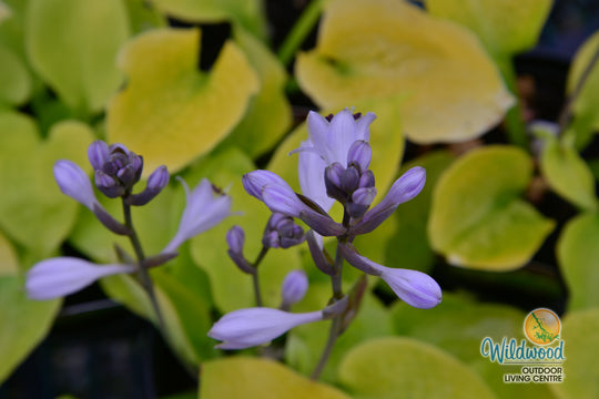 Hosta - Sunny Halcyon, 1 Pack
