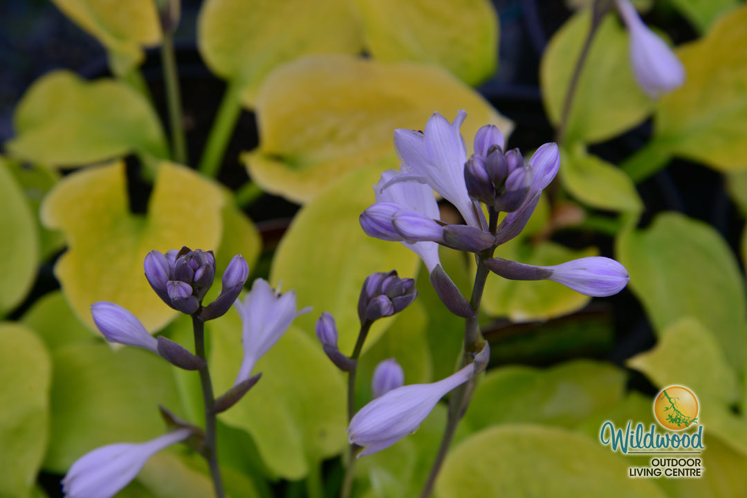 Hosta - Sunny Halcyon, 1 Pack