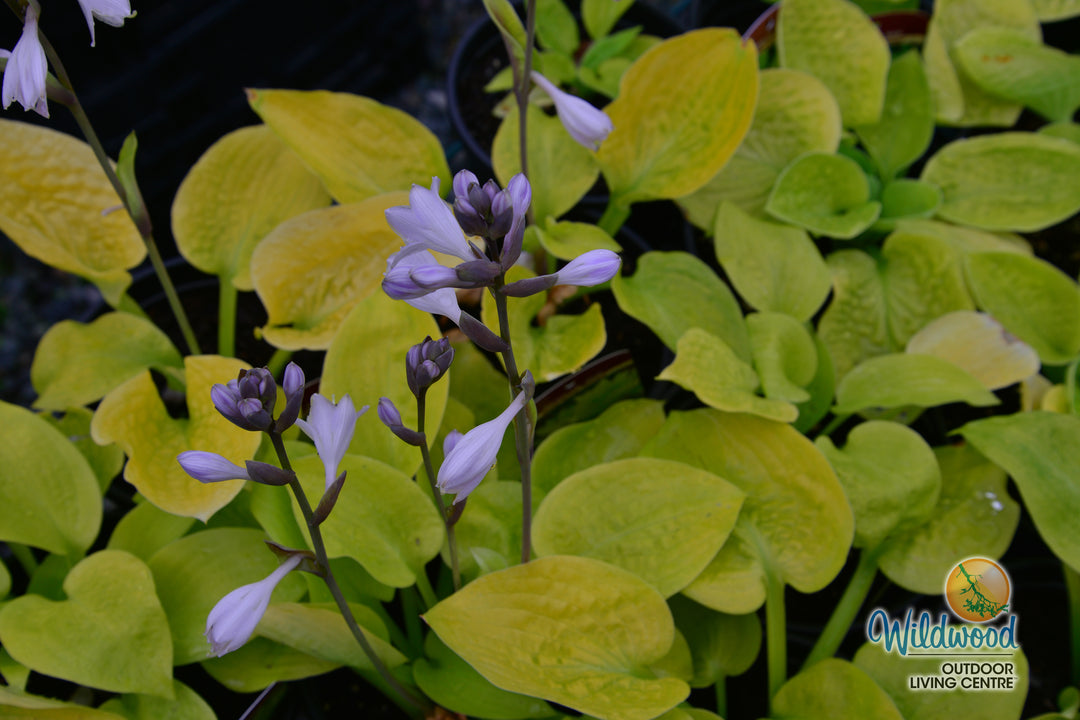 Hosta - Sunny Halcyon, 1 Pack