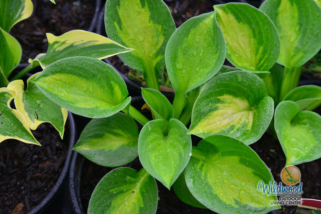 Hosta - Sunset Grooves, 1 Pack