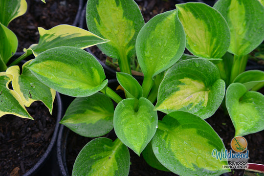 Hosta - Sunset Grooves, 1 Pack