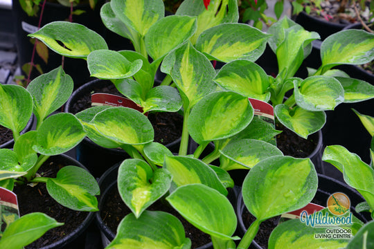 Hosta - Sunset Grooves, 1 Pack