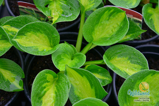 Hosta - Sunset Grooves, 1 Pack