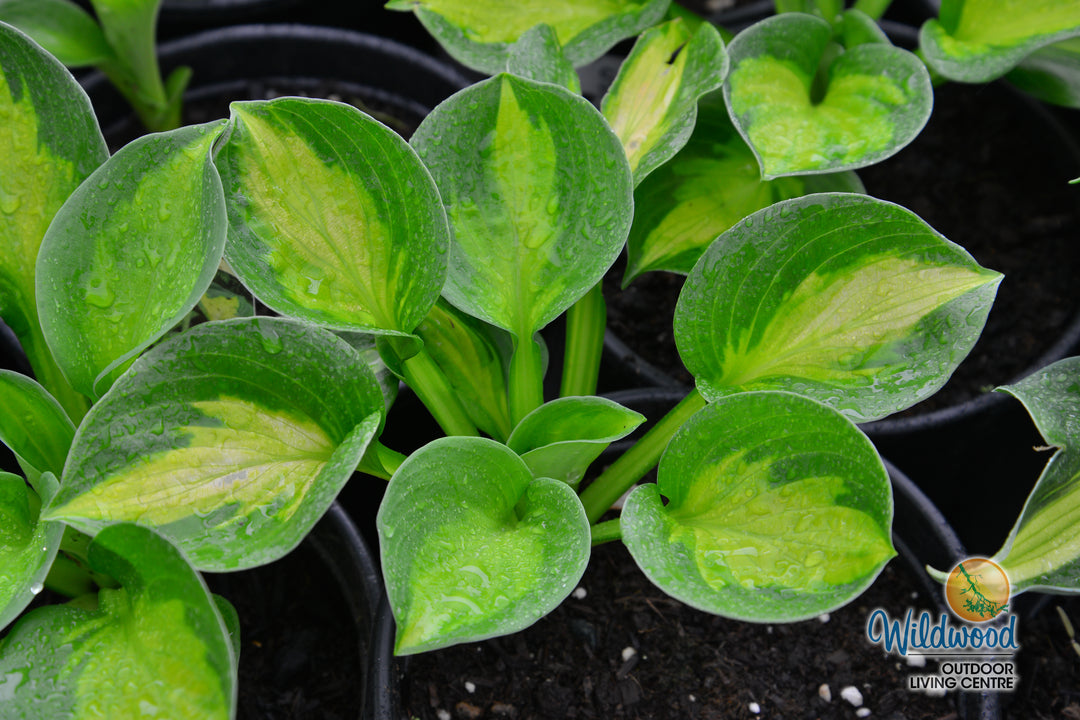 Hosta - Sunset Grooves, 1 Pack