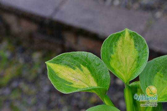 Hosta - Sunset Grooves, 1 Pack