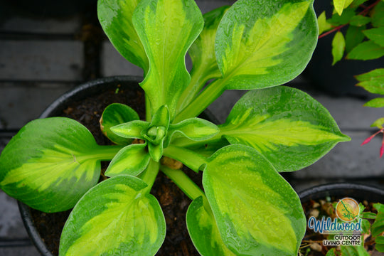 Hosta - Sunset Grooves, 1 Pack