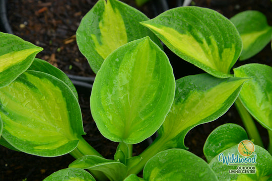 Hosta - Sunset Grooves, 1 Pack