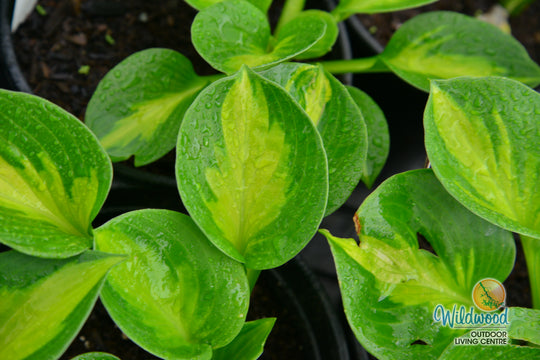 Hosta - Sunset Grooves, 1 Pack