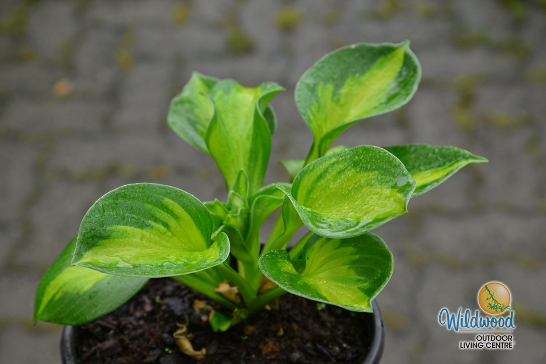 Hosta - Sunset Grooves, 1 Pack