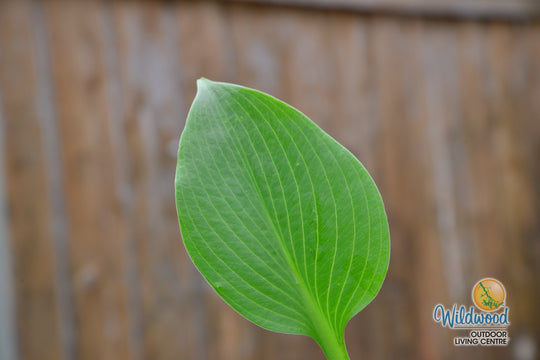 Hosta - T Rex, 1 Pack