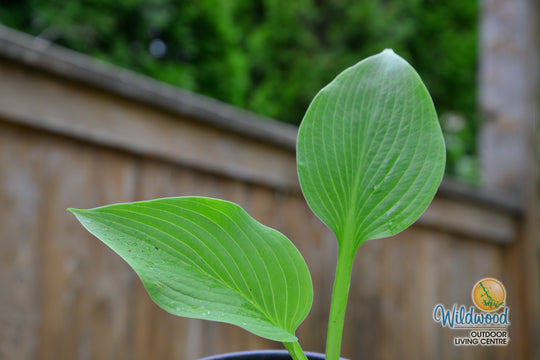 Hosta - T Rex, 1 Pack