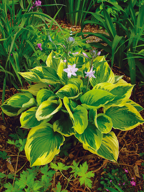 Hosta - Twilight, 1 Pack
