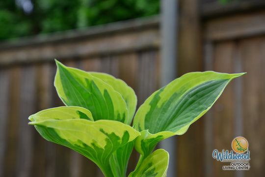 Hosta - Twilight, 1 Pack