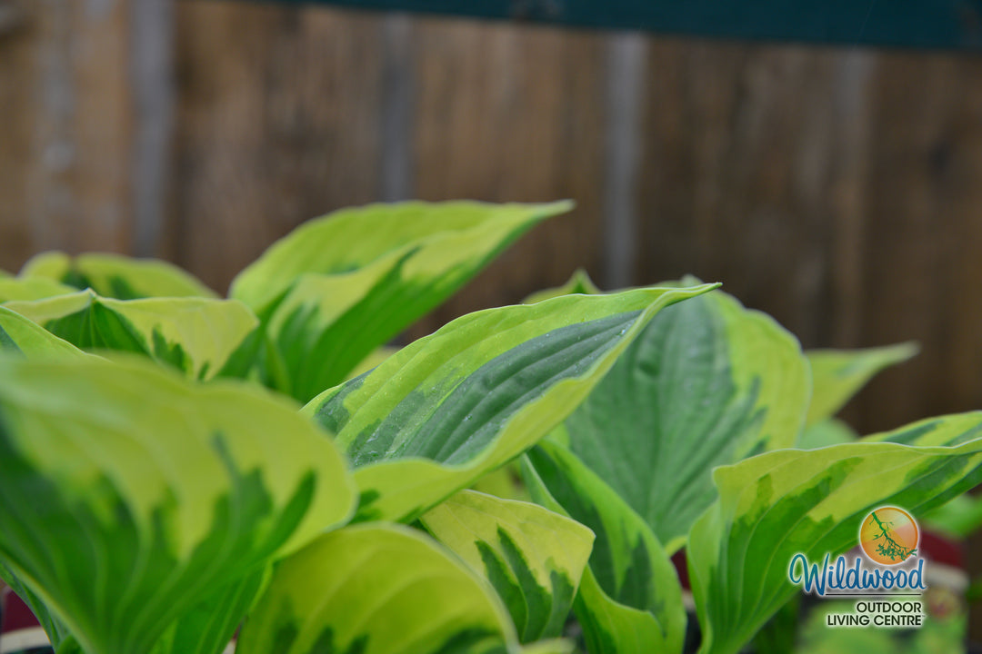 Hosta - Twilight, 1 Pack