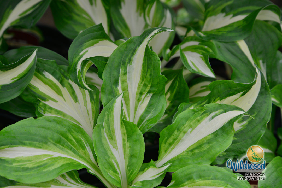 Hosta - Mediovariegata, 1 Pack