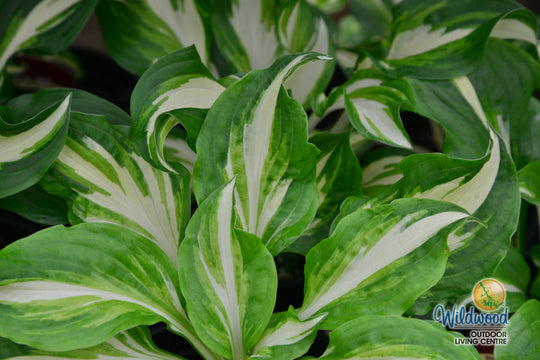 Hosta - Mediovariegata, 1 Pack