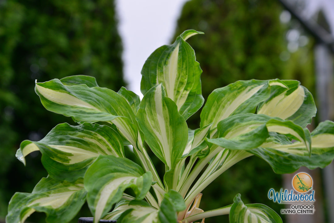 Hosta - Mediovariegata, 1 Pack